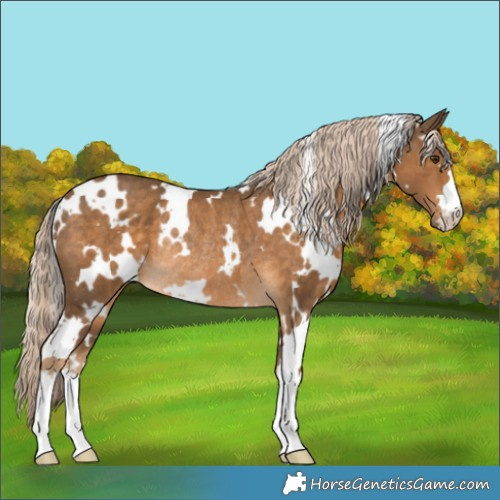 Horse Color:White Spotted Chocolate Palomino Rabicano 