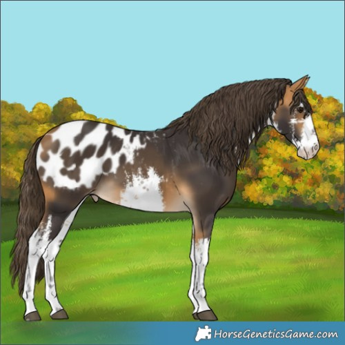 Horse Color:White Spotted Buckskin Appaloosa 