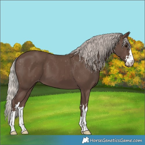 Horse Color:Silver Black Varnish 