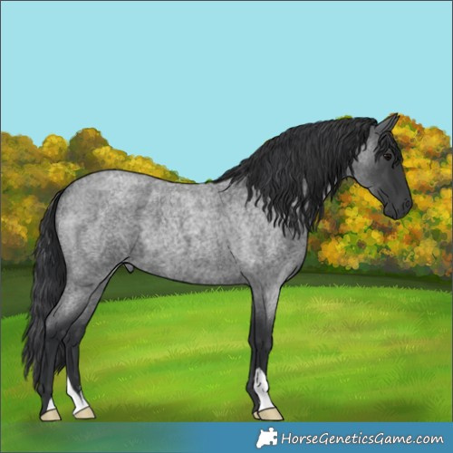 Horse Color:Blue Roan 