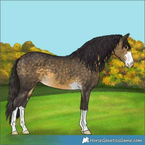 Horse Color:Buckskin 