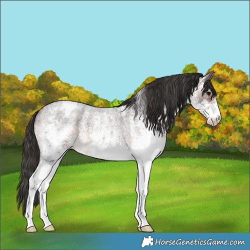 Horse Color:White Spotted Brown Roan Appaloosa 