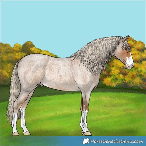Horse Color:Chocolate Palomino Roan 
