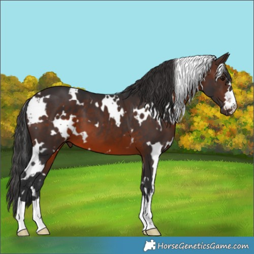 Horse Color:White Spotted Brown 