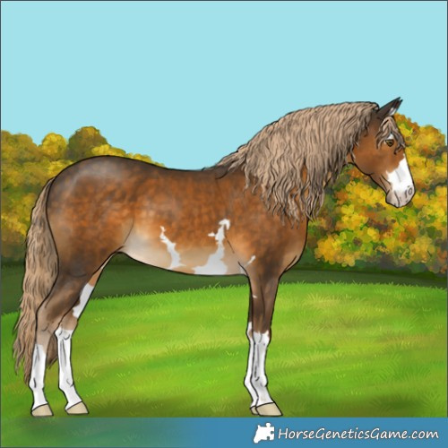 Horse Color:Chocolate Palomino 