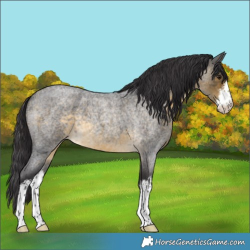 Horse Color:White Spotted Buckskin Roan 