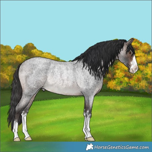 Horse Color:Brown Roan Rabicano 