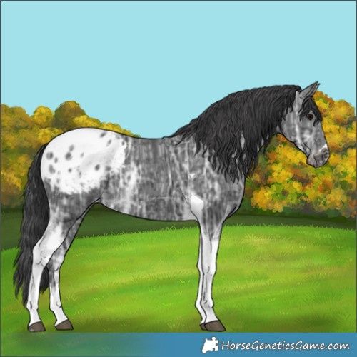 Horse Color:Black Ice Tobiano Blanket Rabicano 