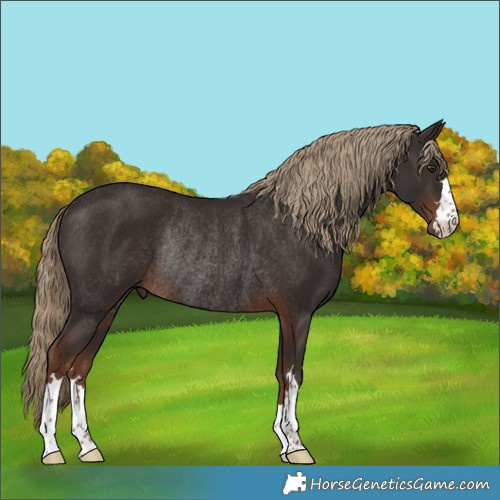 Horse Color:Liver Chestnut Rabicano 