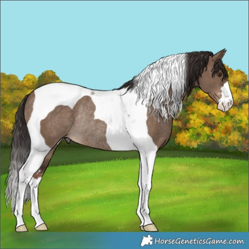 Horse Color:Liver Red Dun Tobiano Rabicano 