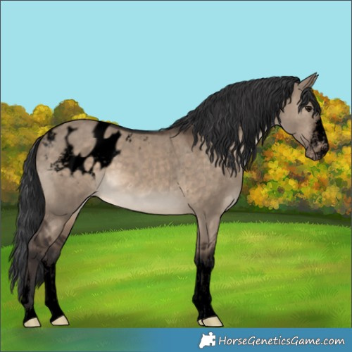 Horse Color:Void Brown Dun Blanket 