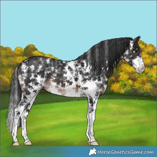 Horse Color:Brown Sabino 