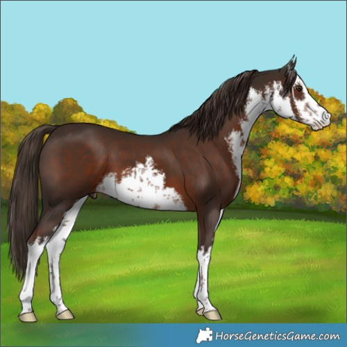 Horse Color:White Spotted Liver Chestnut 