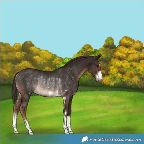 Horse Color:Liver Chestnut Rabicano 