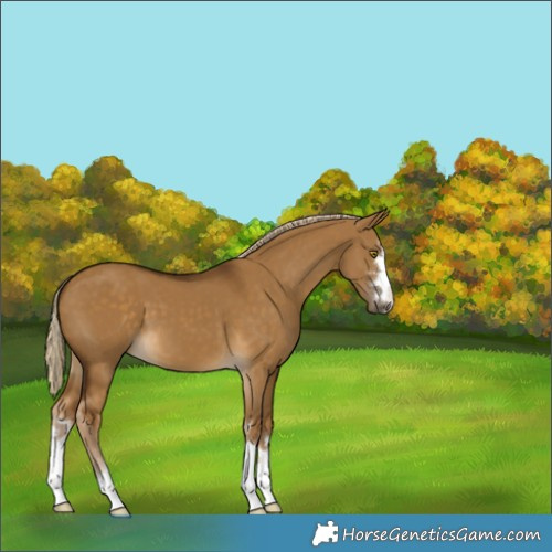 Horse Color:Chocolate Palomino Dun 