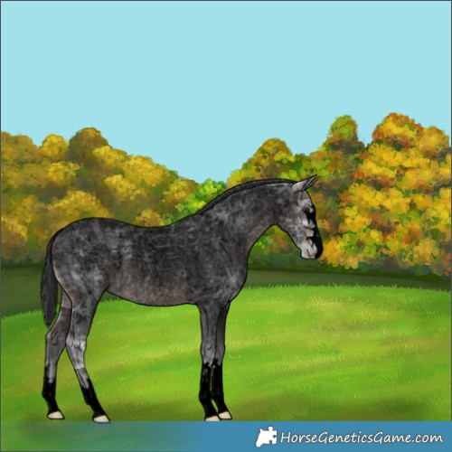 Horse Color:Void Brown Ice Roan 