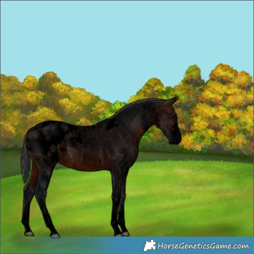 Horse Color:Void White Spotted Brown Roan Appaloosa 