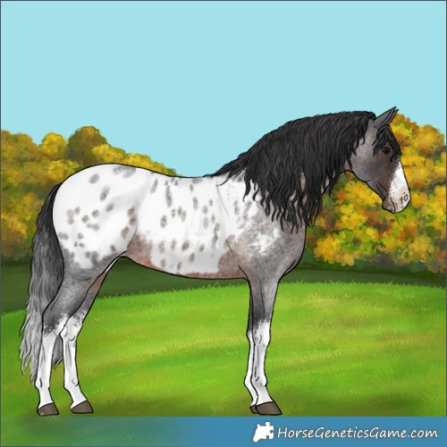 Horse Color:White Spotted Brown Roan Blanket
