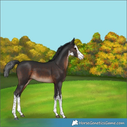 Horse Color:White Spotted Brown Rabicano