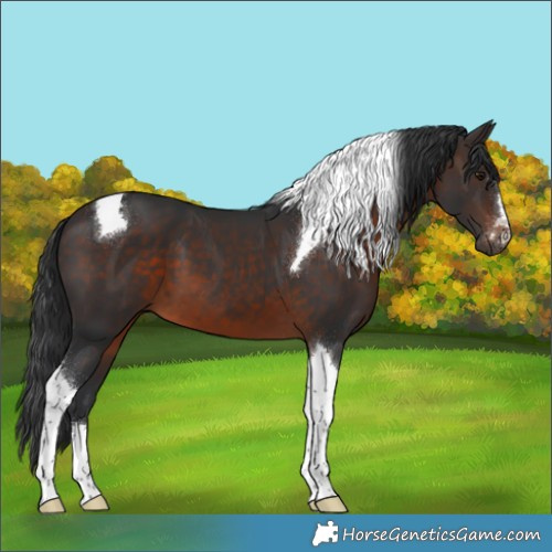 Horse Color:Brown Tobiano