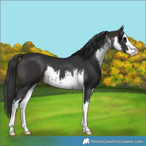 Horse Color:White Spotted Brown Rabicano 