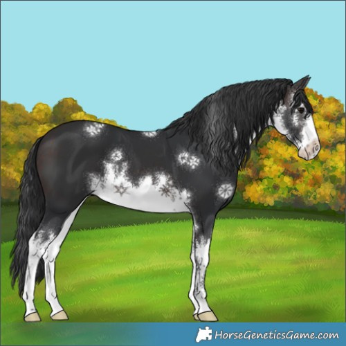 Horse Color:White Spotted Brown 