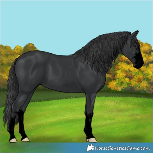Horse Color:Void Black 