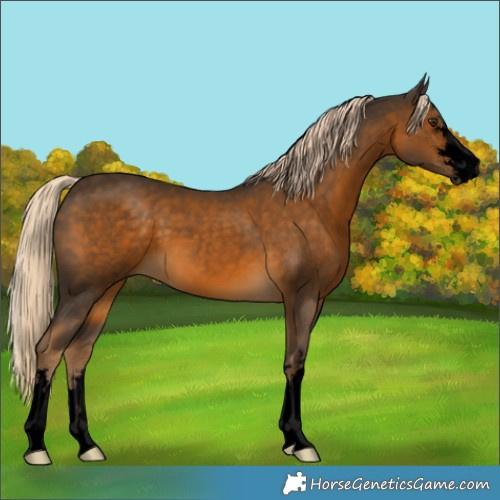 Horse Color:Void Chocolate Palomino 