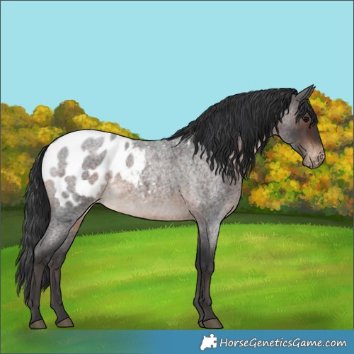 Horse Color:Brown Roan Blanket Rabicano