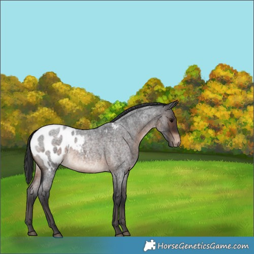 Horse Color:Brown Roan Appaloosa Rabicano 