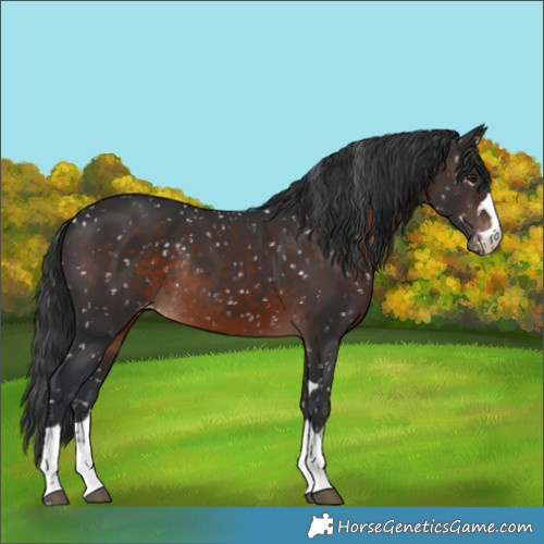 Horse Color:Brown Snowflake Varnish Rabicano 