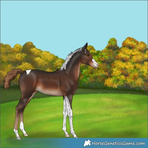 Horse Color:Liver Chestnut Tobiano 