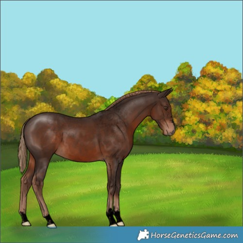 Horse Color:Void Liver Chestnut Rabicano 
