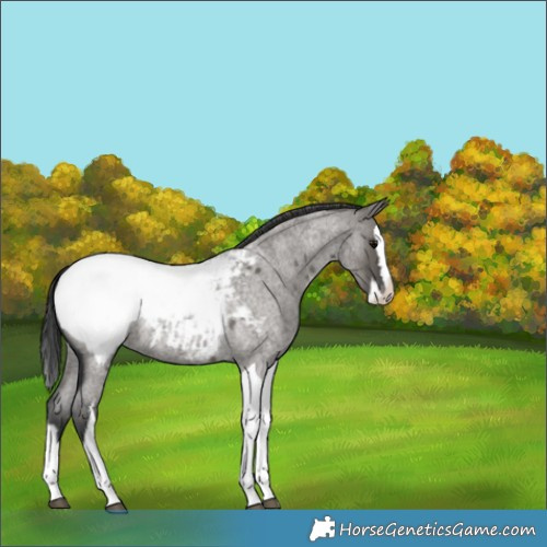 Horse Color:Grullo Roan Splash Tobiano Appaloosa 