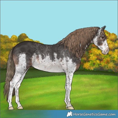 Horse Color:White Spotted Liver Chestnut 