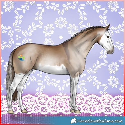 Horse Color:Gray Red Dun Splash