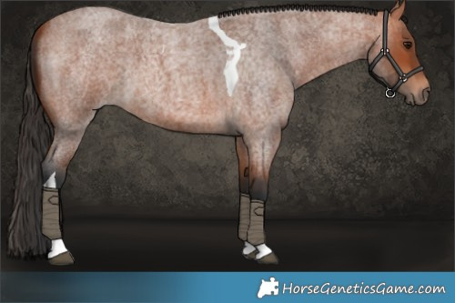 Horse Color:Bay Roan Tobiano