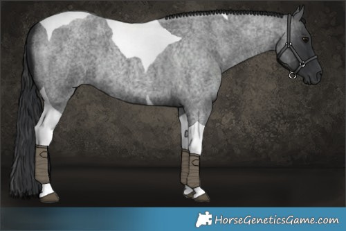 Horse Color:Blue Roan Tobiano