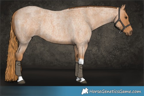 Horse Color:Red Roan Tobiano