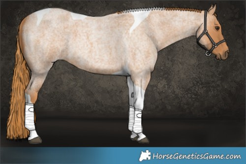 Horse Color:Red Roan Tobiano