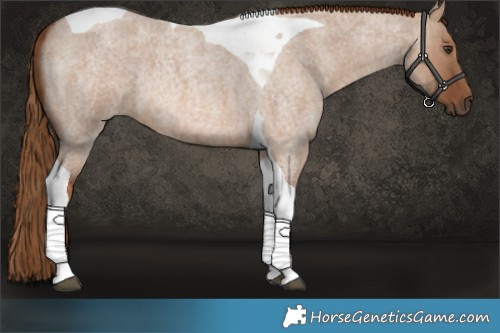 Horse Color:Red Dun Roan Tobiano 