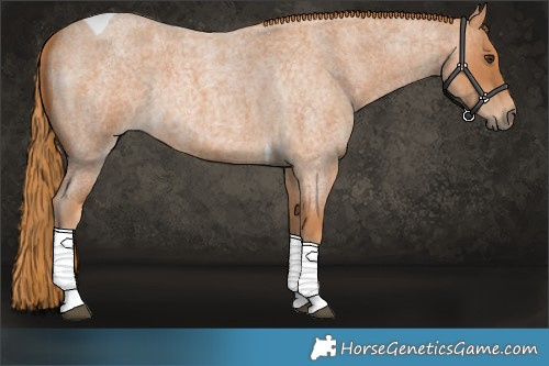 Horse Color:Red Roan Tobiano Rabicano