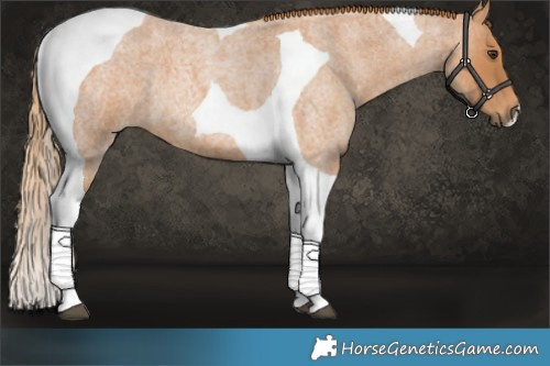 Horse Color:Red Roan Tobiano