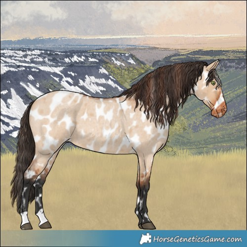 Horse Color:Bay Roan Dun Appaloosa