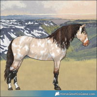 Horse Color:Bay Roan Dun Appaloosa