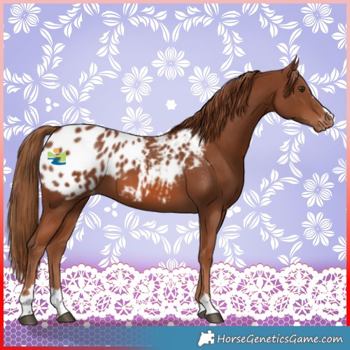 Horse Color:Chestnut Blanket 
