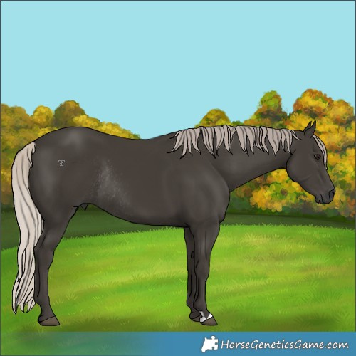 Horse Color:Gray Silver Black Rabicano 