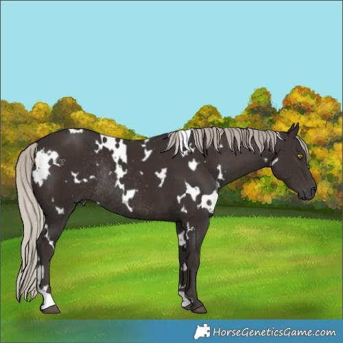 Horse Color:Gray White Spotted Silver Black Rabicano 