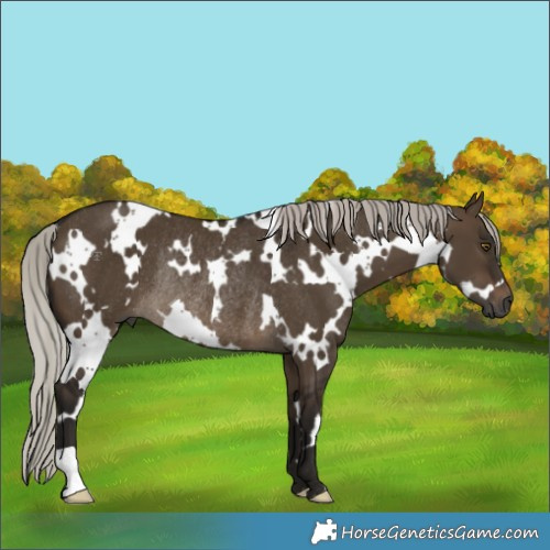 Horse Color:Gray White Spotted Silver Brown Dun Rabicano 