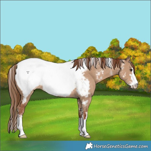 Horse Color:Powder White Red Dun Near Fewspot 